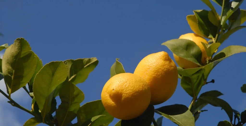 When to prune lemon trees and how to prune them, Altuna