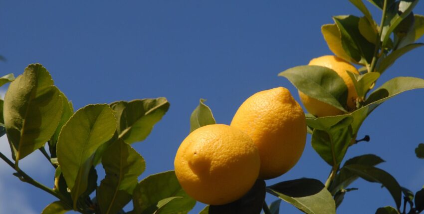 En qué época se podan los limoneros y cómo se podan
